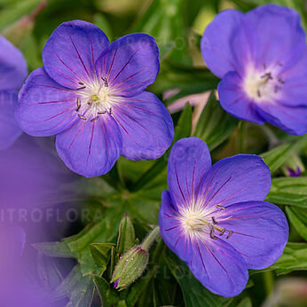Kashmir Purple