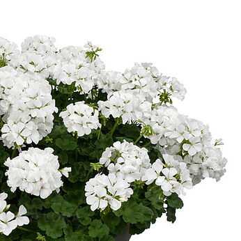 Two In One White