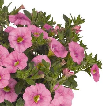 Aloha Classic Soft Pink (Aloha Kona)