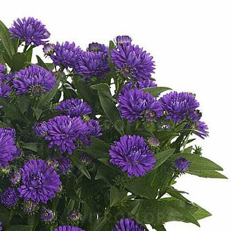 Showmakers Indigo Ice