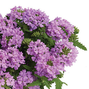 Vanessa Compact Lavender