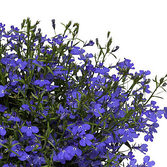 Laguna Trailing Dark Blue