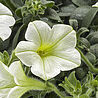 Tea White