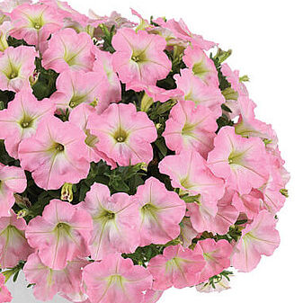 Capella Baby Pink