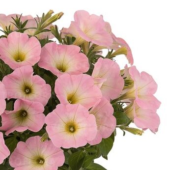 Sweetunia™ Baby Pink 2026