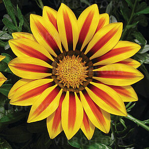 Big-Kiss Yellow Flame