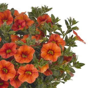 Aloha Classic Hot Orange Imp.