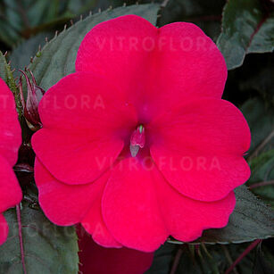 SunPatiens® Deep Rose