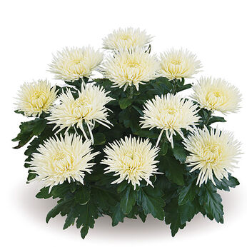 Alaka White