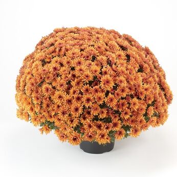 Avalon Orange
