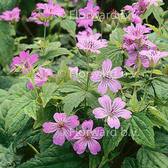 Geranium nodosum