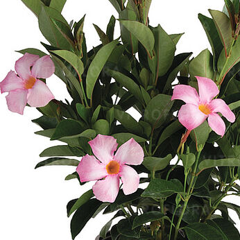 Flordenia Rose