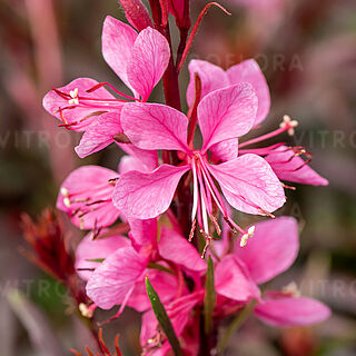 Graceful Pink