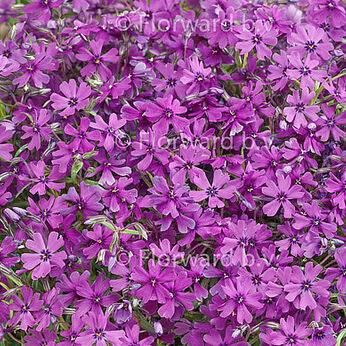 Purple Beauty