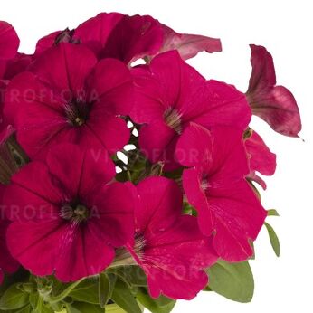 Potunia™ Neon