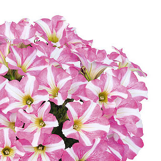 Petunia - Vitroflora