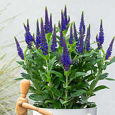 Lancita Blue
