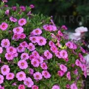 Aloha Classic Hot Pink (Kona)