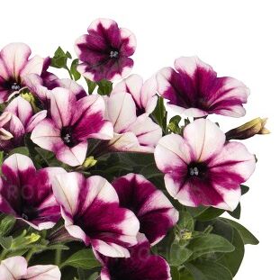 Sweetunia™ Purple Touch