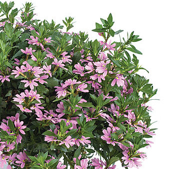 Blessing Pink