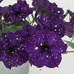 Specials Midnight Sky