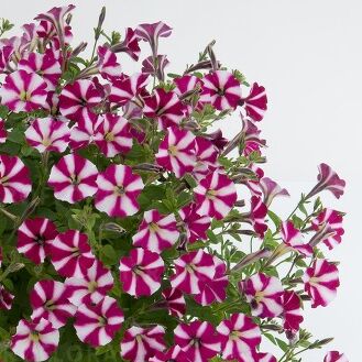 Littletunia Bicolor Illusion