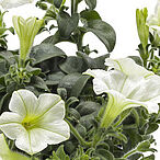 Tea White