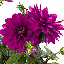 Labella® Grande Purple Impr.