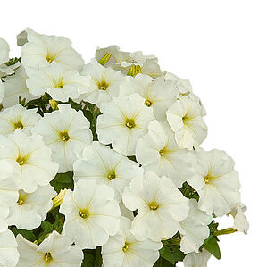 Ray White