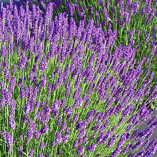 Hidcote Blue
