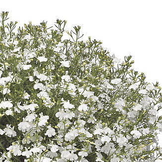 Laguna Trailing White