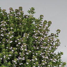 Thymus vulgaris