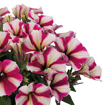 Sweetunia™ Hot Pink Touch (Intrinsa)