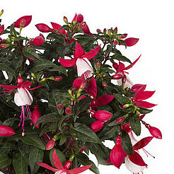 Bella Fuchsia® Evita