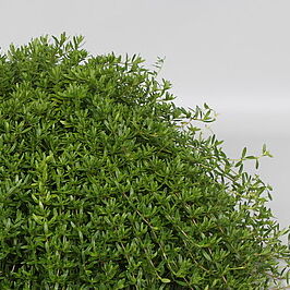 Thymus longicaulis