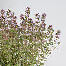 Silver Posie