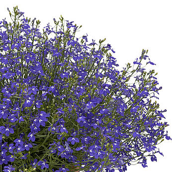 Techno Up Cobalt Blue
