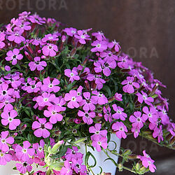 Bressingham Pink