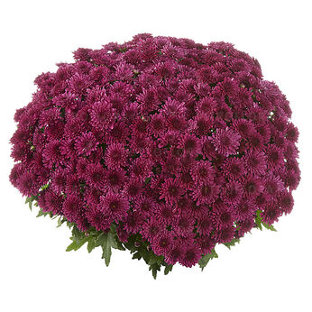 Podium Purple