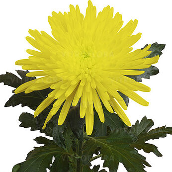 Topspin Yellow