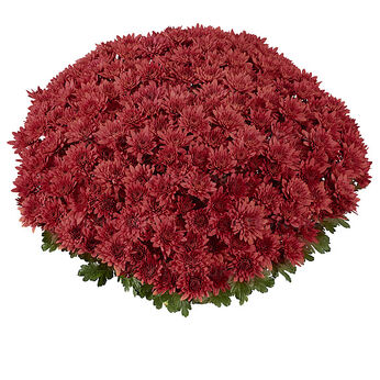 Homerun Scarlet Impr.