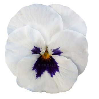 Cornet White Blotch