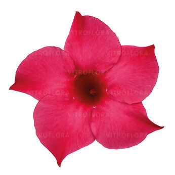 Sundaville® Classic Pink