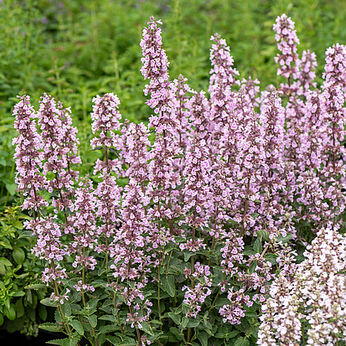 Serene Pink