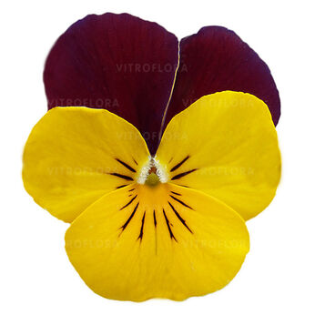 Cornet Yellow Red-Wing