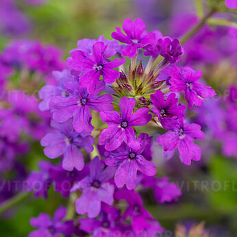 Homestead Purple