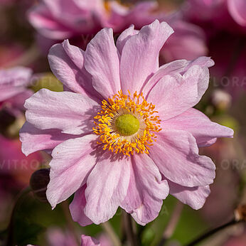 Garden Breeze Whirlwind Pink