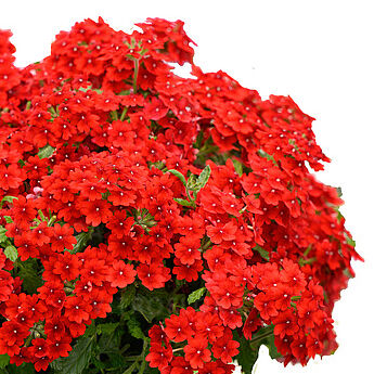 Vanessa Compact Hot Red