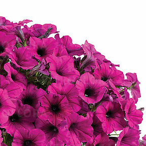Ray Fuchsia Impr.