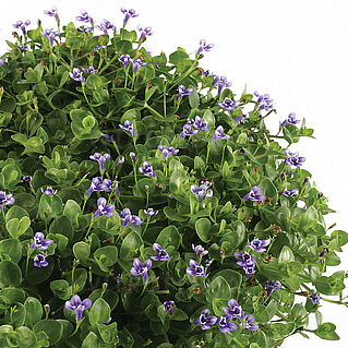 Lindernia grandiflora